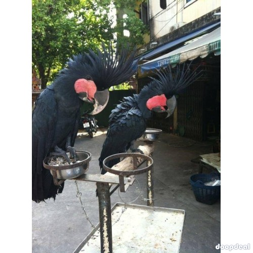 Black palm cockatoo parrots for sale for sale Online  @Coimbatore