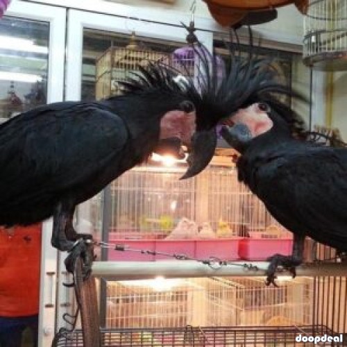 Black palm cockatoo parrots for sale for sale Online  @Coimbatore