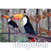 Toucans toco Ramphastos toco parrots for sale for sale Online  @Coimbatore