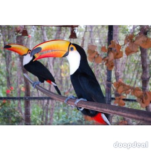 Toucans toco Ramphastos toco parrots for sale for sale Online  @Coimbatore