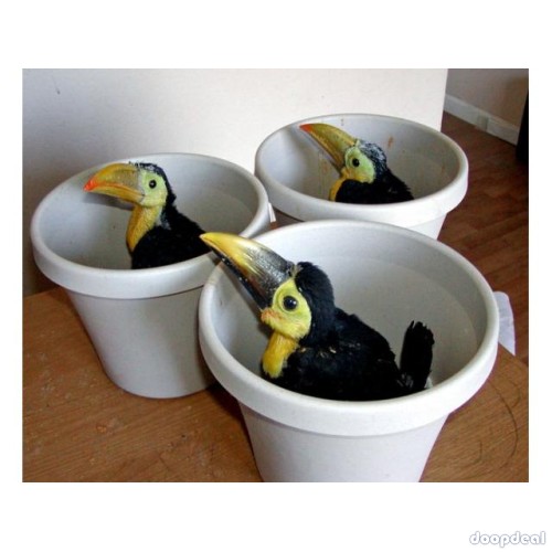 Toucans toco Ramphastos toco parrots for sale for sale Online  @Coimbatore
