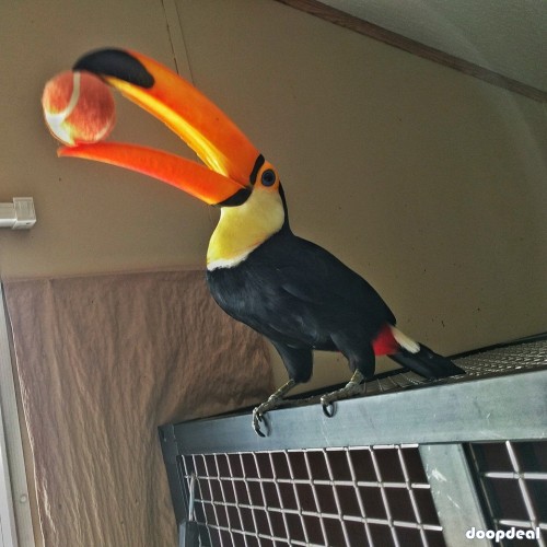 Toucans toco Ramphastos toco parrots for sale for sale Online  @Coimbatore