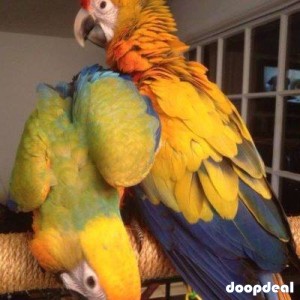 Yellow Alexandrine parakeet Psittacula eupatria for sale Online  @Coimbatore