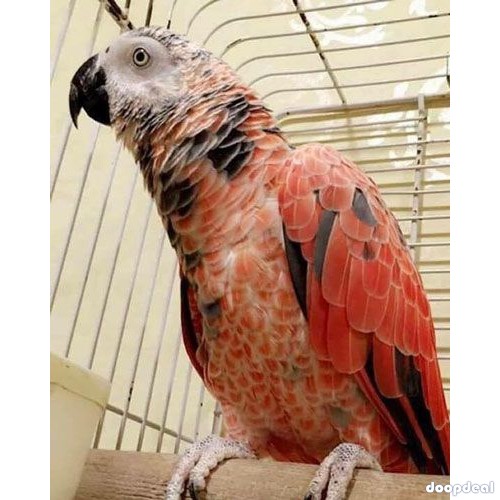 Red Factor African Grey Parrots parrots for sale online @Coimbatore