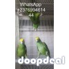 Yellow Napped Amazons for sale online  @Coimbatore