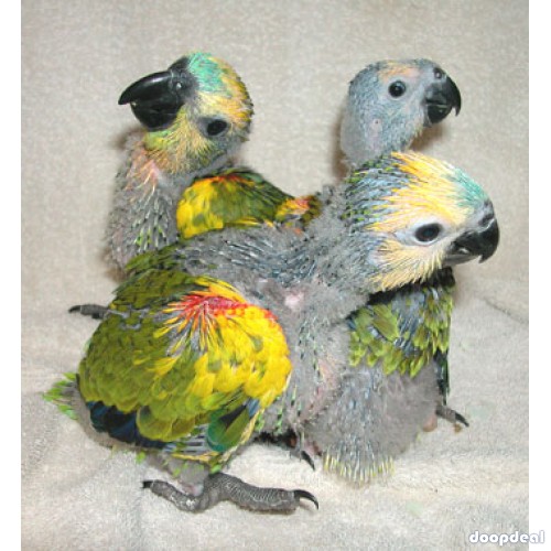 Yellow Napped Amazons for sale online  @Coimbatore