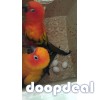 Sun Conure Parrots for sale Online @Coimbatore