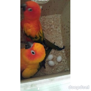 Sun Conure Parrots for sale Online @Coimbatore
