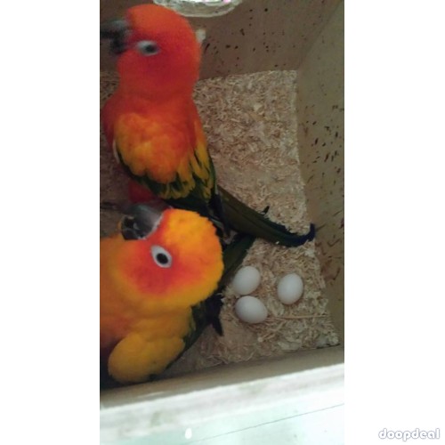Sun Conure Parrots for sale Online @Coimbatore
