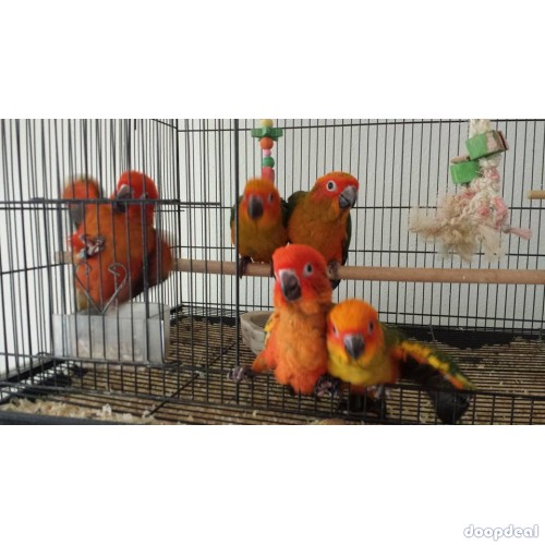 Sun Conure Parrots for sale Online @Coimbatore