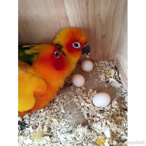 Sun Conure Parrots for sale Online @Coimbatore