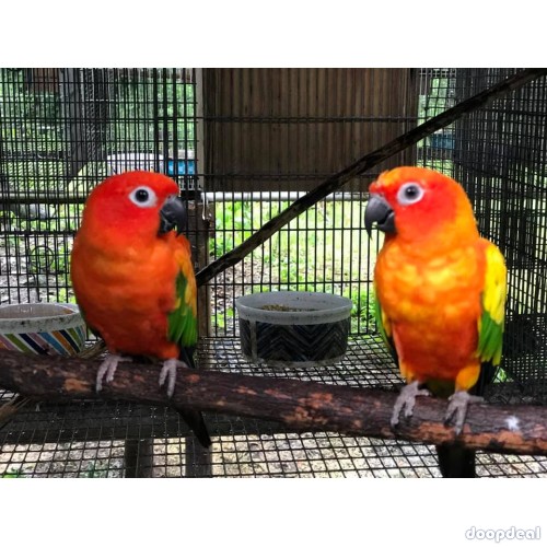 Sun Conure Parrots for sale Online @Coimbatore