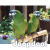 Diopsittaca nobilis hahns macaws for sale online @Coimbatore