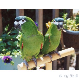 Diopsittaca nobilis hahns macaws for sale online @Coimbatore