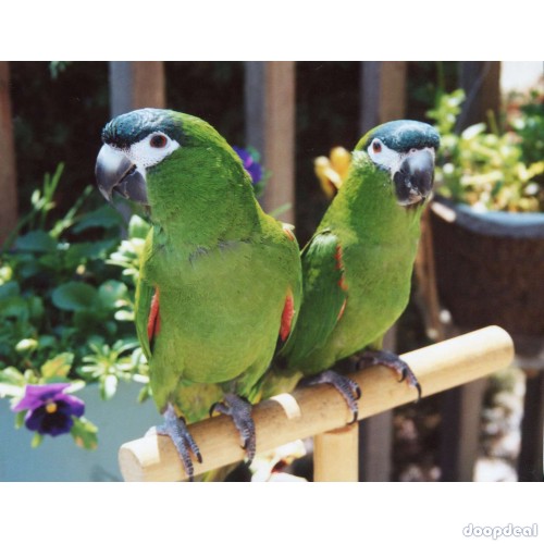Diopsittaca nobilis hahns macaws for sale online @Coimbatore