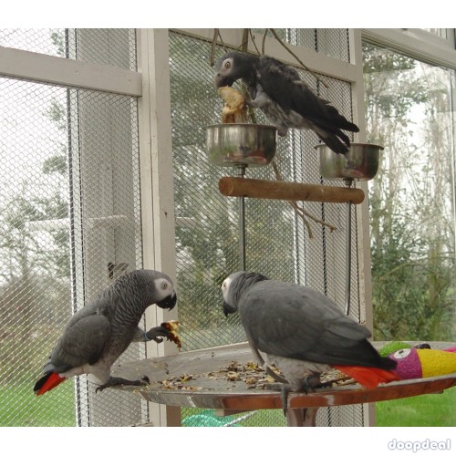 African grey parrot birds Psittacus erithacus