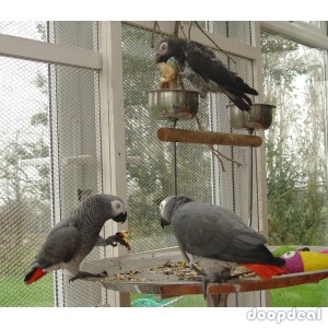 African grey parrot birds Psittacus erithacus