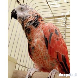 Red Factor  African Grey Psittacus erithacus for sale  online India 