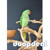 Alexandrine parakeet Psittacula eupatria whatsapp +237699461444