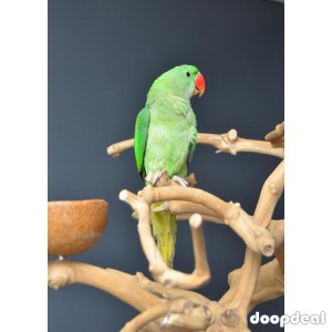 Alexandrine parakeet Psittacula eupatria whatsapp +237699461444