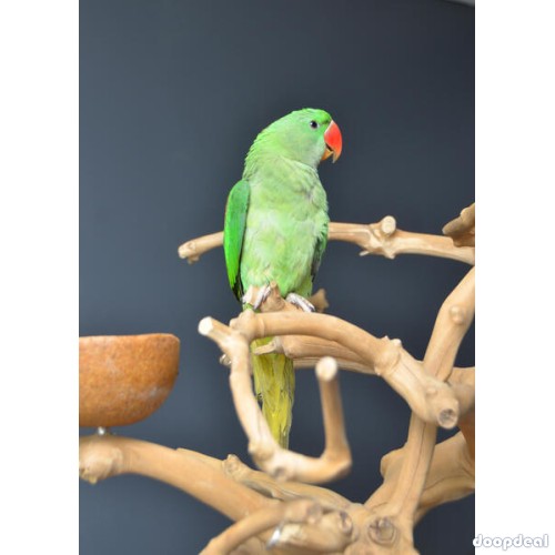 Alexandrine parakeet Psittacula eupatria whatsapp +237699461444