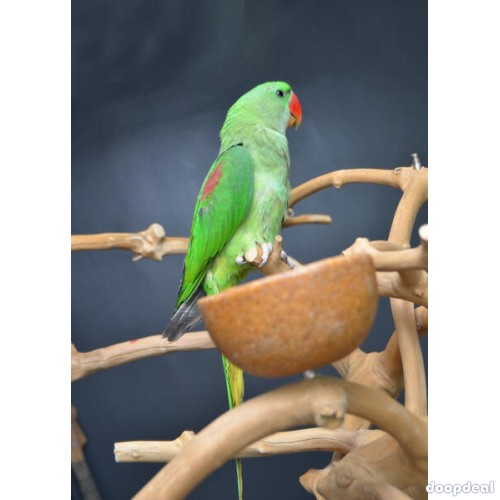 Alexandrine parakeet Psittacula eupatria whatsapp +237699461444