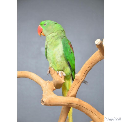 Alexandrine parakeet Psittacula eupatria whatsapp +237699461444