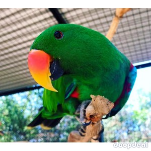Electus Parrots for sale (Eclectus roratus) whatsapp +237699461444