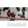 Crimson Billed conure Parrots for sale whatsapp +237699461444