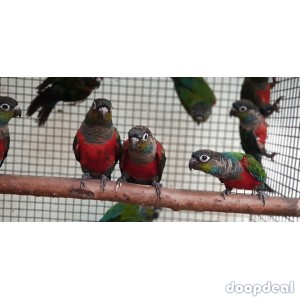 Crimson Billed conure Parrots for sale whatsapp +237699461444