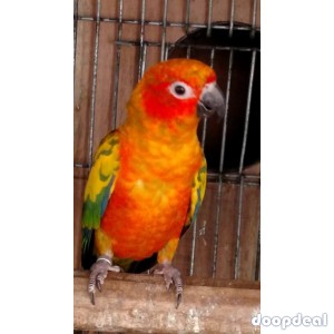 Sun conure Parrots Aratinga solstitialis for sale whatsapp +237699461444