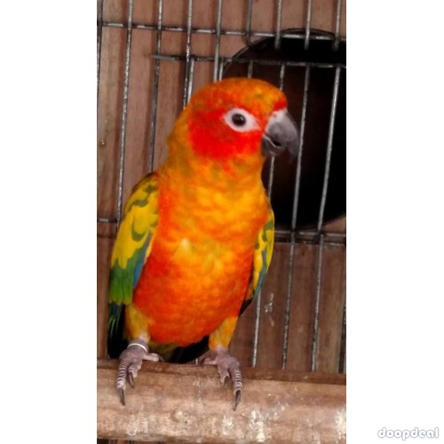 Sun conure Parrots Aratinga solstitialis for sale whatsapp +237699461444
