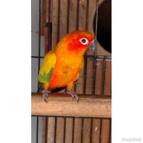 Sun conure Parrots Aratinga solstitialis for sale whatsapp +237699461444