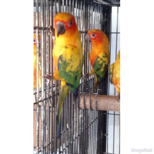 Sun conure Parrots Aratinga solstitialis for sale whatsapp +237699461444