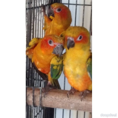 Sun conure Parrots Aratinga solstitialis for sale whatsapp +237699461444