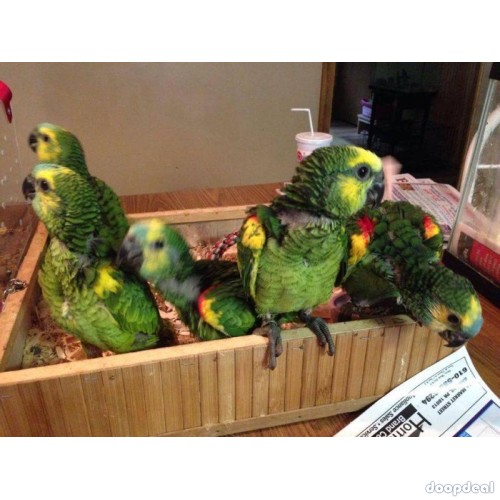 Cuban Amazon Parrots Amazona  Androglossini for sale whats-app 00237699461444
