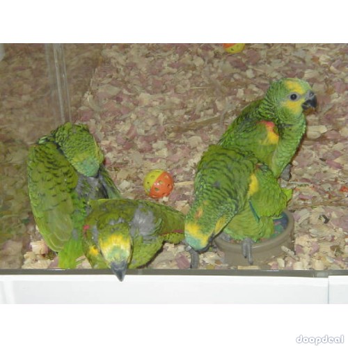 Cuban Amazon Parrots Amazona  Androglossini for sale whats-app 00237699461444