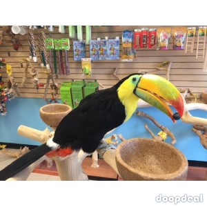 Toucans toco Ramphastos toco parrots for sale Whats-app 00237699461444