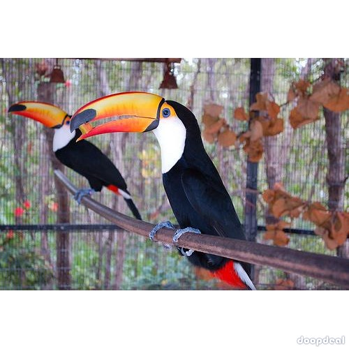 Toucans toco Ramphastos toco parrots for sale Whats-app 00237699461444