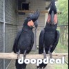 Black palm cockatoo Probosciger aterrimus Parrots  for sale whats-app 00237699461444