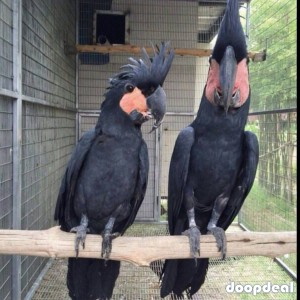 Black palm cockatoo Probosciger aterrimus Parrots  for sale whats-app 00237699461444
