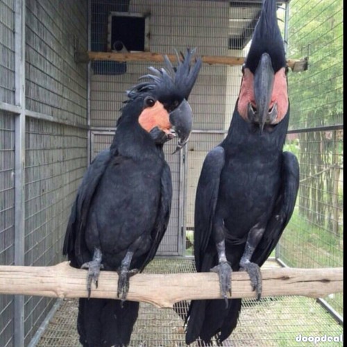 Black palm cockatoo Probosciger aterrimus Parrots  for sale whats-app 00237699461444