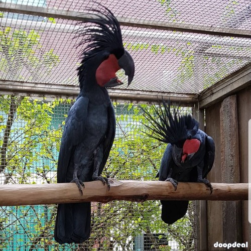Black palm cockatoo Probosciger aterrimus Parrots  for sale whats-app 00237699461444