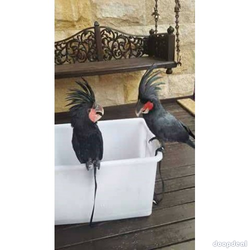 Black palm cockatoo Probosciger aterrimus Parrots  for sale whats-app 00237699461444