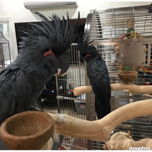 Black palm cockatoo Probosciger aterrimus Parrots  for sale whats-app 00237699461444