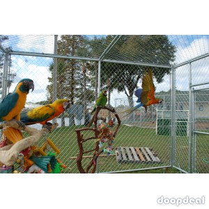 macaws Parrots for sale Hyderabad contact what's-app +237699461444