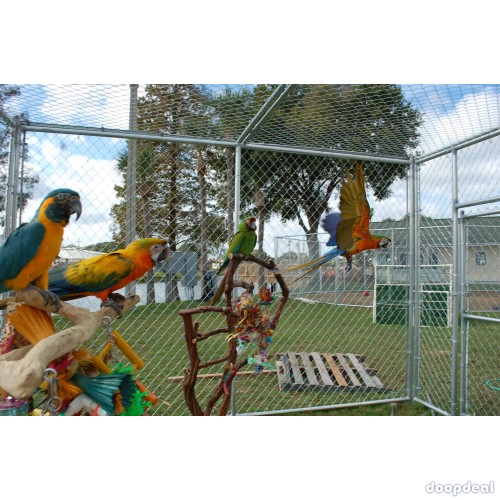 macaws Parrots for sale Hyderabad contact what's-app +237699461444