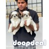 Adorable Shih Tzu puppies for sale in bangalore