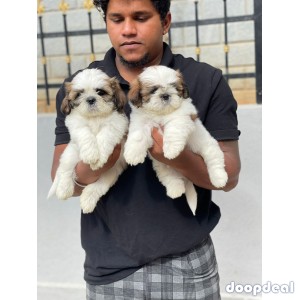 Adorable Shih Tzu puppies for sale in bangalore
