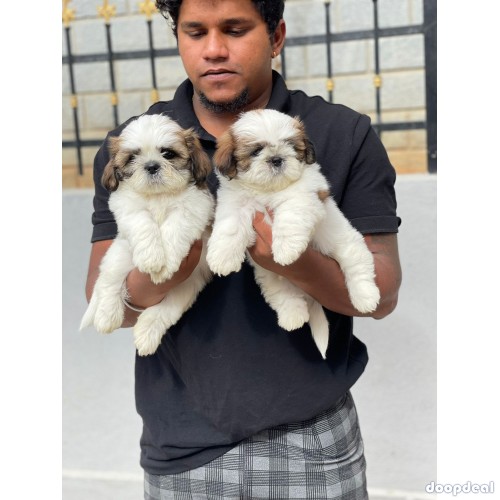 Adorable Shih Tzu puppies for sale in bangalore